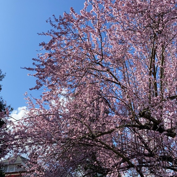 Meet your Posher, Erica - Picture 1 of 1